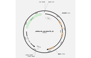 Author Map