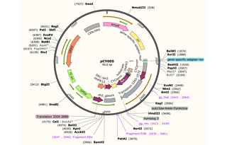 Author Map