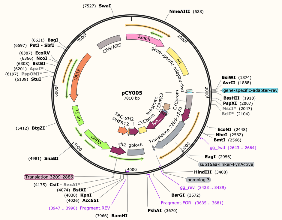 Addgene: pCY005