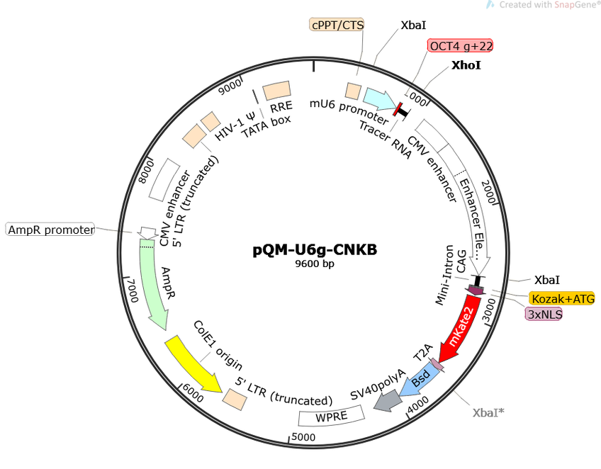 Author Map