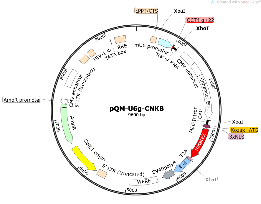 Author Map