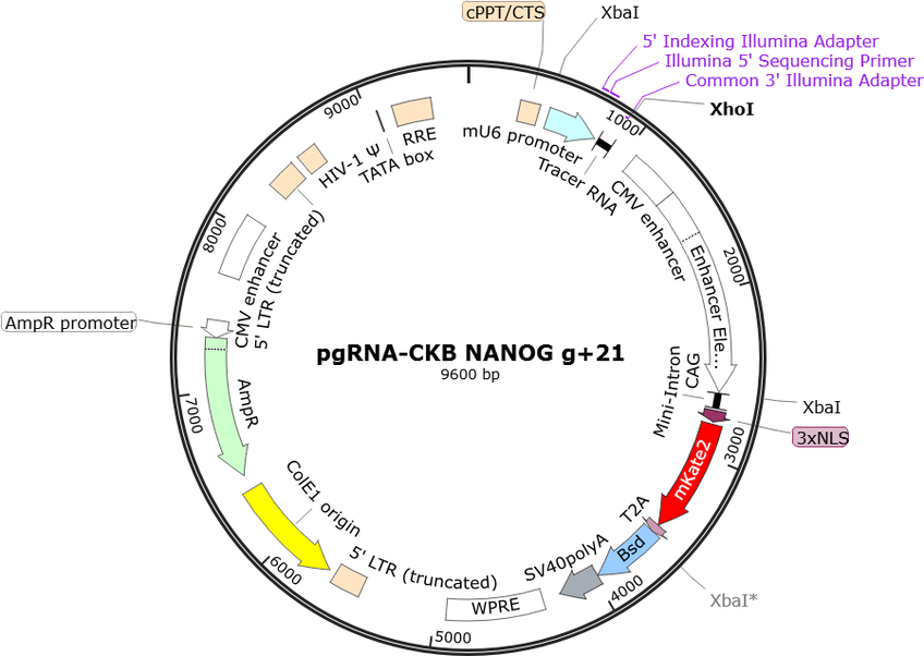Author Map