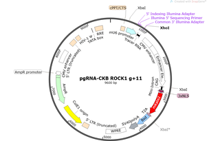 Author Map