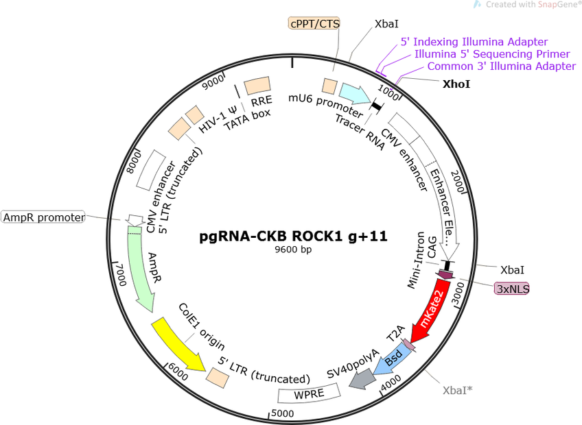 Author Map
