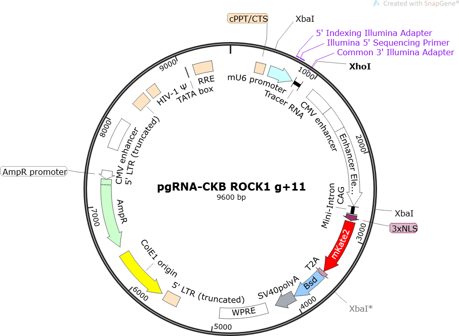 Author Map