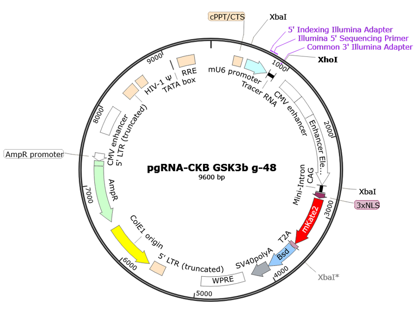 Author Map