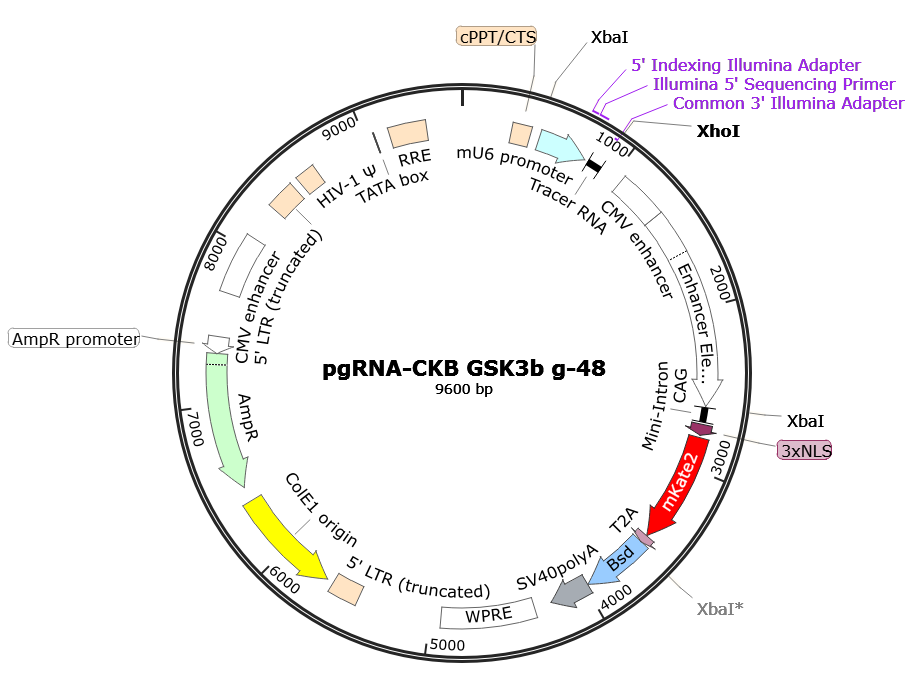 Author Map
