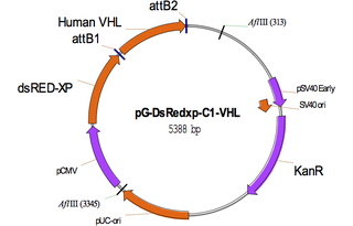 pg-dsRedXP-VHL