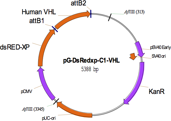 pg-dsRedXP-VHL