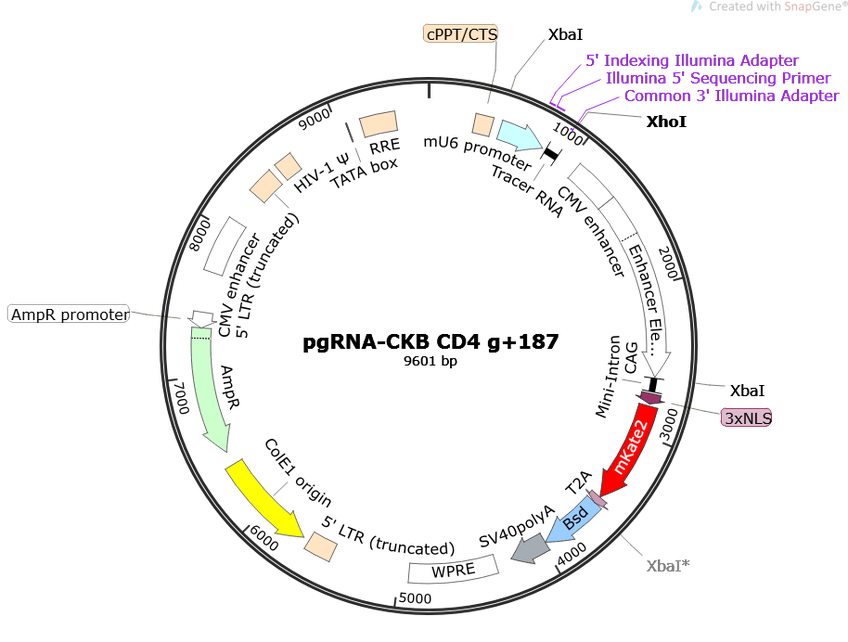 Author Map