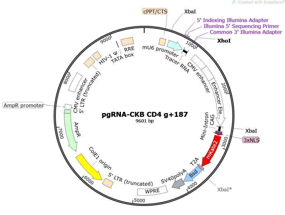 Author Map