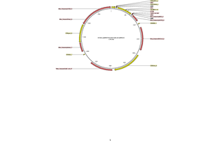 Author Map