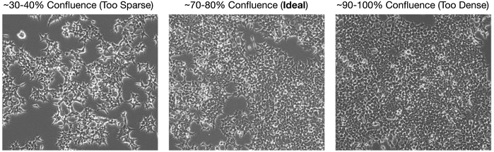 HEK293T cells at various confluencies