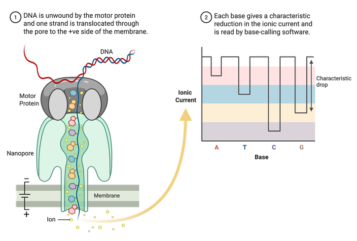 Steps for nanopore sequencing accompanied by cartoon schematics of each step. Step one, DNA is unwound by the motor protein and one strand is translocated through the pore to the positive side of the membrane. Step two, each base gives a characteristic reduction in the ionic current and is read by base-calling software. For step one, a nanopore is shown with the motor protein above, and the DNA strand passing through. The bottom of the nanopore is anchored to the membrane, which is positively charged on the bottom, negatively charged on the top. The second step shows an example graph of the ionic current output. The bases are on the x-axis, and a line shows the characteristic drop for each base.