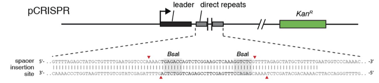 Marraffini Lab pCRISPR