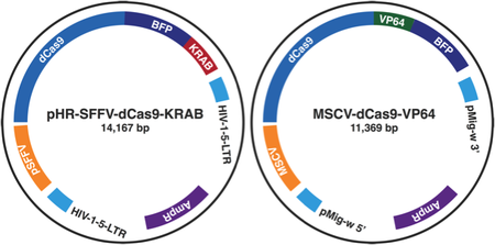 CRISPR plasmid maps