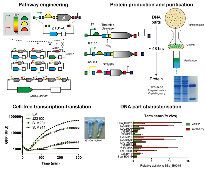 EcoFlex kit graphical abstract