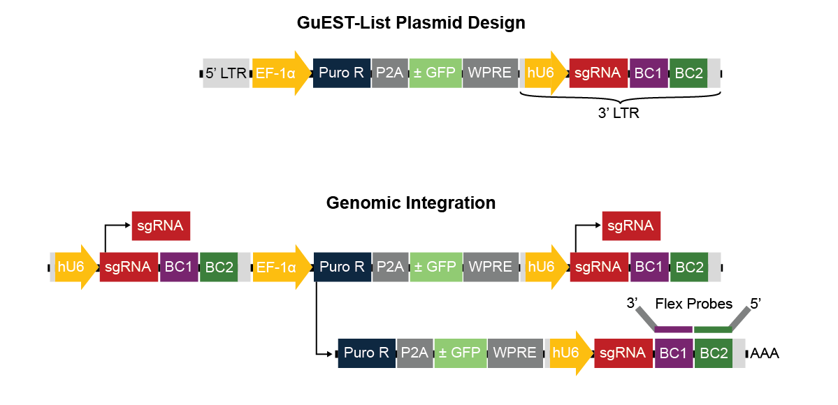 The GuEST-List plasmid design consists of a 5’ LTR, EF-1a promoter, puromycin resistance, P2A,  plus or minus GFP, WPRE, and the 3’ LTR cassette made up of a hU6 promoter, sgRNA, barcode 1, and barcode 2. Genomic Integration results in the 3’ LTR cassette replacing the 5’ LTR and sgRNAs to be expressed from both of the 3’ LTR cassettes. Complementary Flex Probes (3’ to 5’) bind barcode 1 and 2 after puromycin selection.