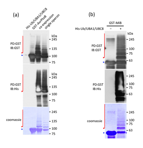 Set 2. E3 autoubiquitination assay by co-transformation with UbiGate constructs.