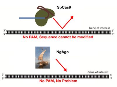 ngAgoCRISPR_Pam_2016_6_8_2-01.png