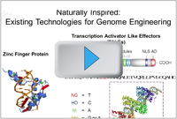 Genome Engineering - Existing Technologies video