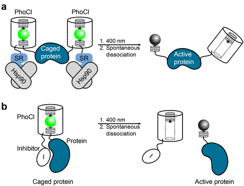 PhoCI Optogenetics Tools