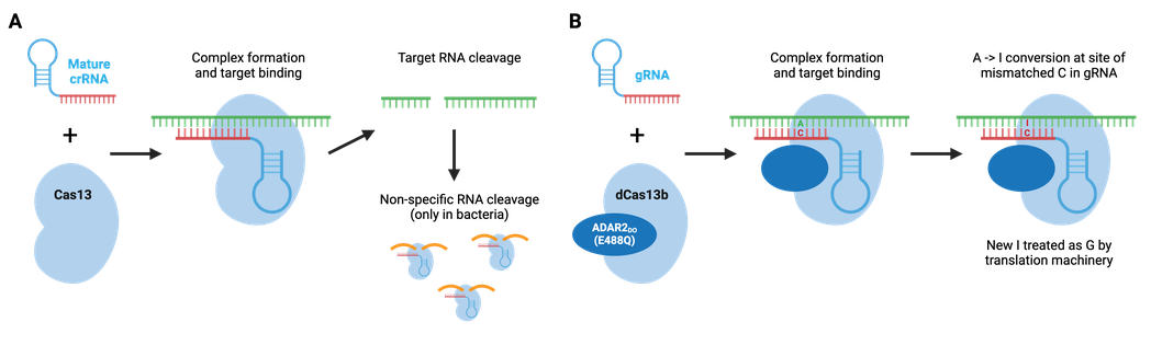 Schematics showing RNA editing with Cas13. The first shows mature crRNA, with a loop formed, and Cas13, form a complex and then bind to a single-stranded RNA target. The target RNA is cleaved into two strands; an arrow points to non-specific RNA cleavage by proteins which only happens in bacteria. The second shows gRNA, with a loop formed and dCas13b bound to ADAR2do (E488Q), forming a complex and binding to single-stranded RNA. An A-I conversion happens at the site of mismatched C in gRNA, with a C-I pair shown. The new I is treated as G by the translation machinery.