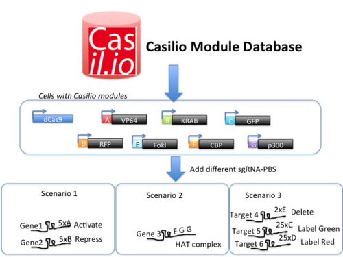 casilio system diagram showing progression from database to module design