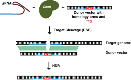 Diagram of CRISPR Tag method