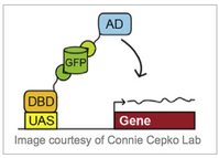 GFP_activity_regulation.jpg