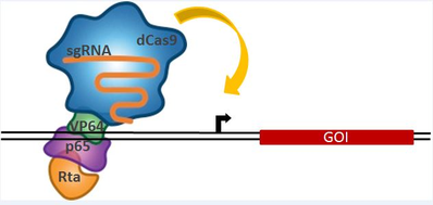 dCas9-VPR cartoon diagram