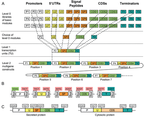 PLoS-One-2011-MoClo-Marillonnet-Fig1.png