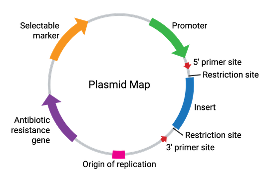 Plasmid features illustrated on a circular map. Contains the following features, going clockwise: promoter, 5 prime primer site, restriction site, insert, restriction site, 3 prime primer site, origin of replication, antibiotic resistance gene, and selectable marker.
