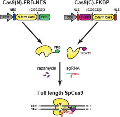 Split cas9 architecture diagram