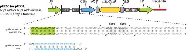 pX260 plasmid cartoon