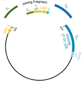 Schematic of antibody plasmid