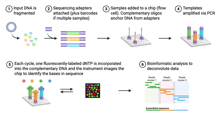 Steps for short-read sequencing accompanied by cartoon depictions of each step. Step one, input DNA is fragmented. Step two, sequencing adapters attached (plus barcodes if multiple samples). Step three, samples added to a chip (flow cell). Complementary oligos anchor DNA from adapters. Step four, templates amplified via PCR. Step five, each cycle, one fluorescently-labeled dNTP is incorporated into the complementary DNA and the instrument images the chip to identify the bases in sequence. Step six, bioinformatic analysis to deconvolute data.