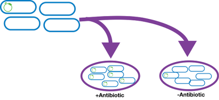 bacteria antibiotic resistance cartoon