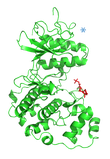 ERK2-phosphorylated_2_1.png