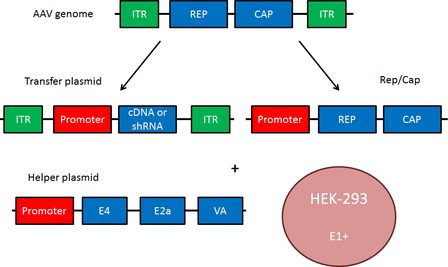 AAV plasmid component diagram