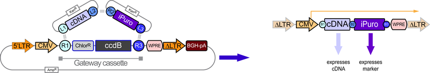 Expressing cDNA with Market