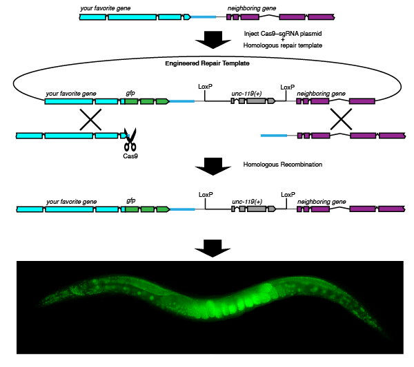 Goldstein CRISPR plasmids