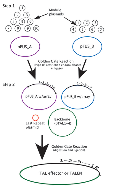 Illustration of Golden Gate cloning of TAL effector repeats
