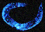 firela_icon.gif