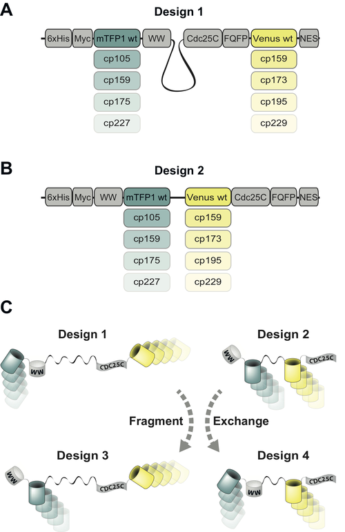 cpFRET-kit-figure.jpg