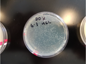 Plate with 2 mg/mL carbenicillin