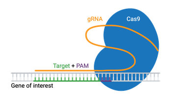 A schematic of CRISPR/Cas9. Cas9 is show bound to gRNA and double-stranded DNA. On the double-stranded DNA, the gRNA is bound to the target + PAM, and the gene of interest is labeled. Cas9 is bound to the PAM on the double-stranded DNA, which is right next to the gene of interest.