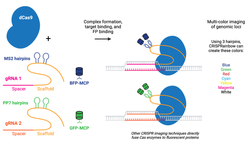 Schematic depicting the molecular process of visualizing genomic loci using fluorophores. Image shows the dCas9 protein binding separately to two different gRNA molecules, both consisting of spacer and scaffold sequences, but one containing two MS2 hairpins and the other contain two PP7 hairpins on their respective scaffold sequences. An arrow indicates formation of two different complexes and binding to their respective DNA target sequences. Two RNA-binding proteins tagged with blue fluorescent protein attach to the two MS2 hairpins in one complex, while two RNA-binding proteins tagged with green fluorescent protein attach to the two PP7 hairpins in the other. Figure also references the CRISPRainbow system can create blue, green, red, cyan, yellow, magenta and white colors by using different combinations of three hairpins.