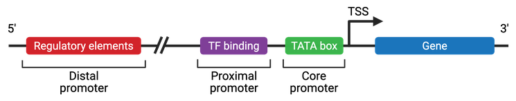 Promoter region is shown 5 prime to 3 prime. The distal promoter, containing regulatory elements, is the most 5 prime feature. There is a large gap until the proximal promoter, containing transcription factor binding sites. Next is the core promoter, containing the TATA box. The transcription start site is 3 prime (downstream) of the core promoter. The last, most 3 prime feature shown is a coding region of a gene.