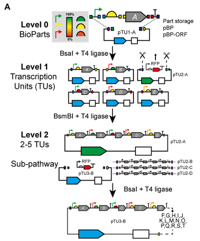 Figure 1A from Moore et al